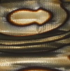 Midnight Horn Pattern